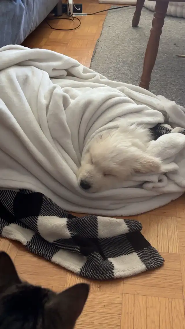 Great Pyrenees Puppy Looking For A Loving Home - Photo 3