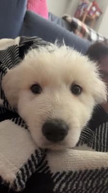 Great Pyrenees Puppy Looking For A Loving Home - Photo 4
