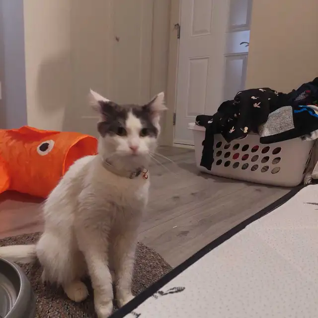 2 year old female cat for rehoming