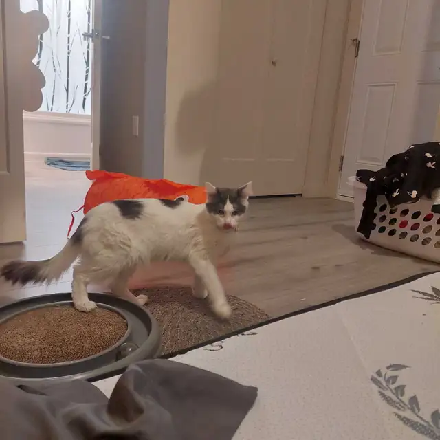 2 year old female cat for rehoming - Photo 2