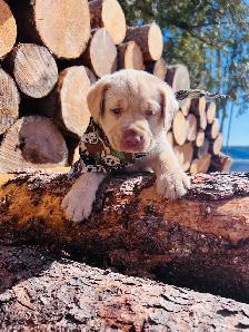 Purebred Yellow Labrador Puppy