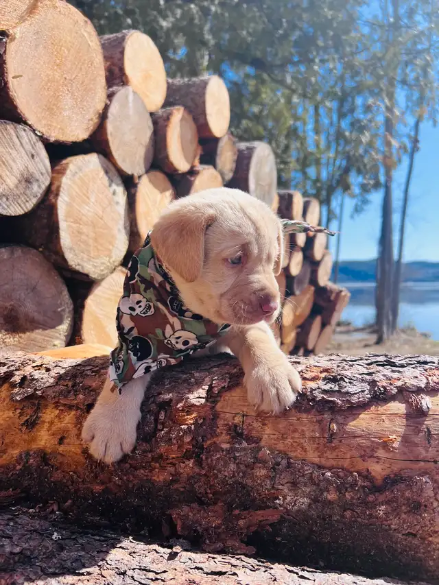 Purebred Yellow Labrador Puppy - Photo 2