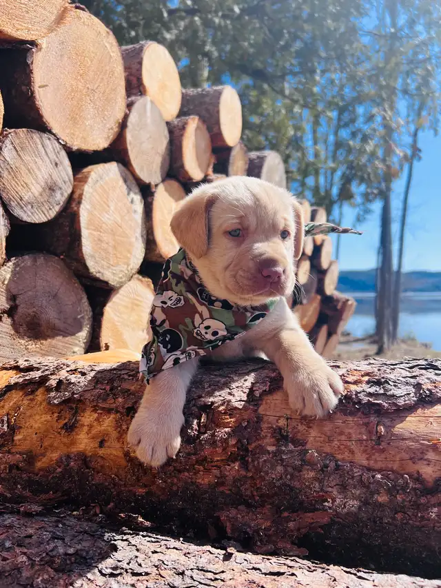 Purebred Yellow Labrador Puppy - Photo 3