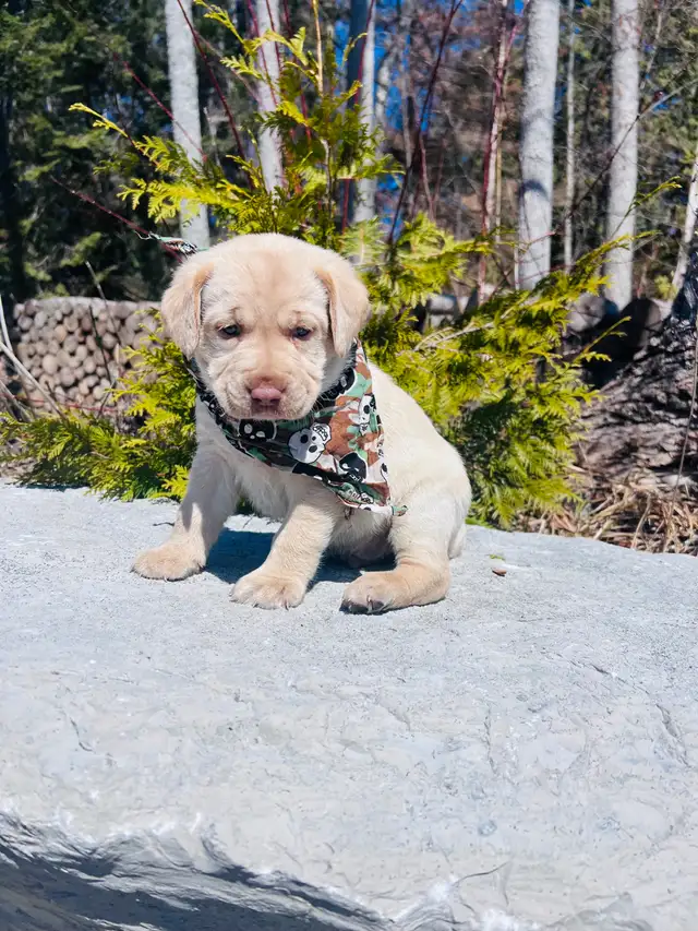 Purebred Yellow Labrador Puppy - Photo 4