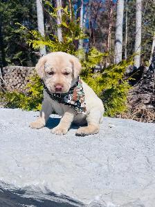 Purebred Yellow Labrador Puppy - Photo 4