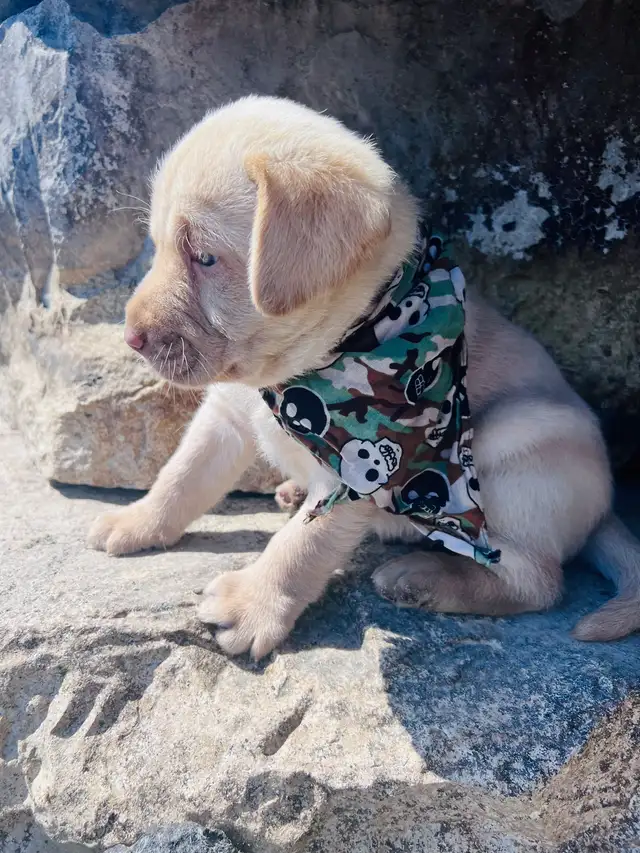 Purebred Yellow Labrador Puppy - Photo 5