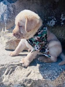 Purebred Yellow Labrador Puppy - Photo 5