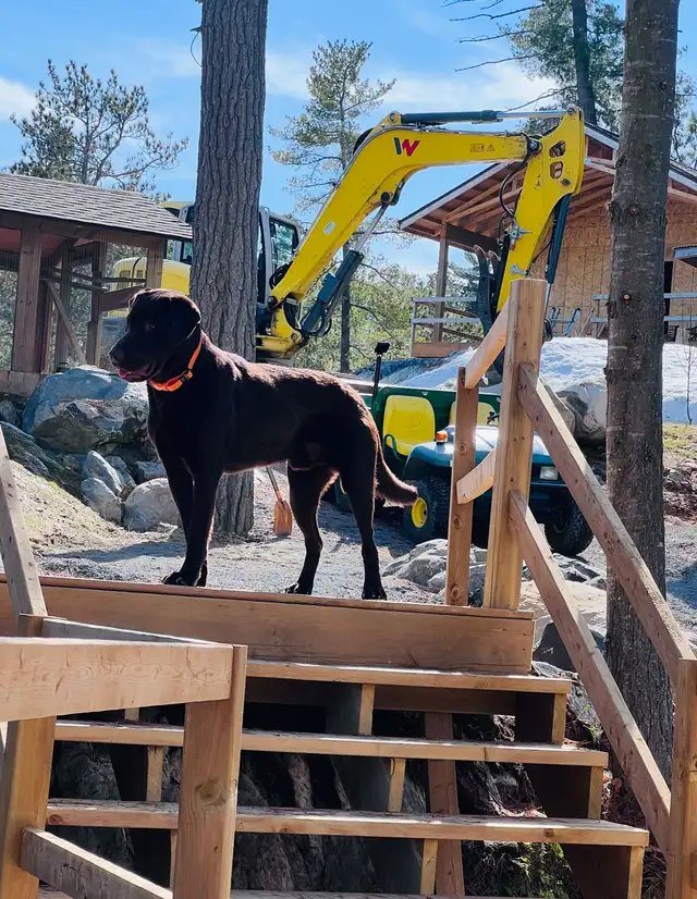 Purebred Yellow Labrador Puppy - Photo 6