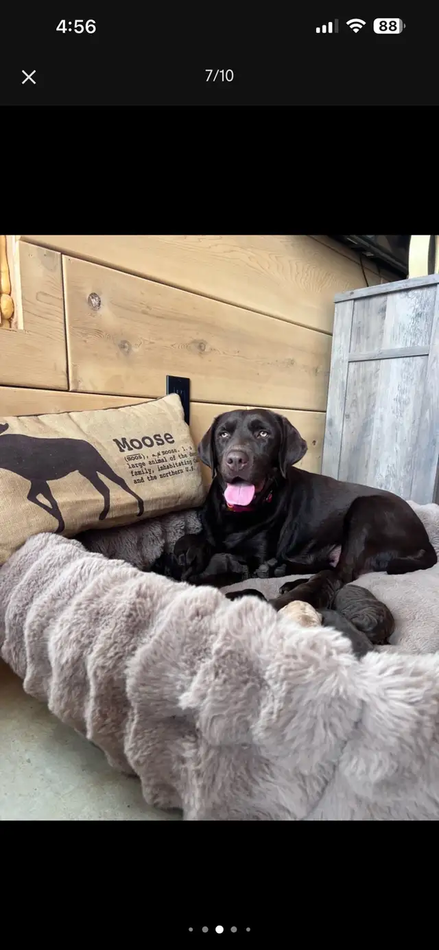 Purebred Yellow Labrador Puppy - Photo 7