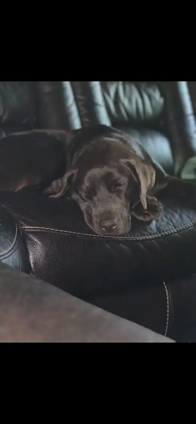 Purebred Yellow Labrador Puppy - Photo 8