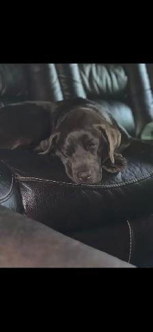 Purebred Yellow Labrador Puppy - Photo 8