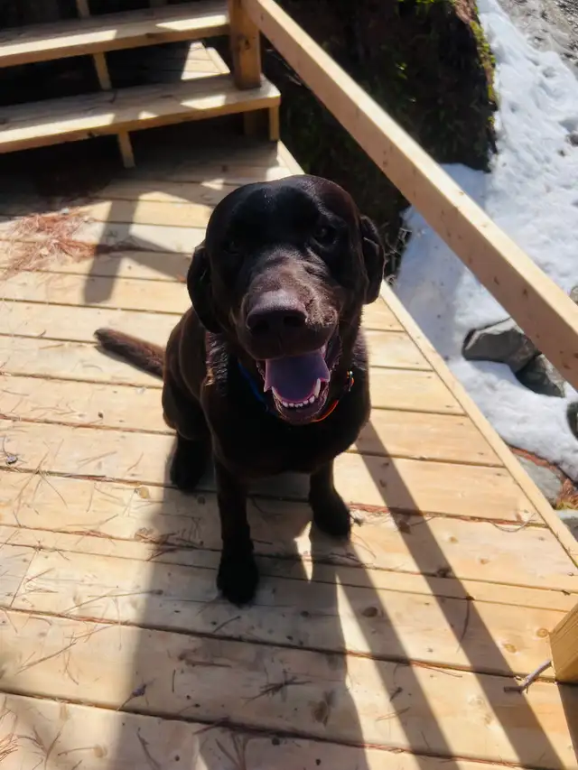 Purebred Yellow Labrador Puppy - Photo 9
