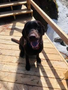 Purebred Yellow Labrador Puppy - Photo 9