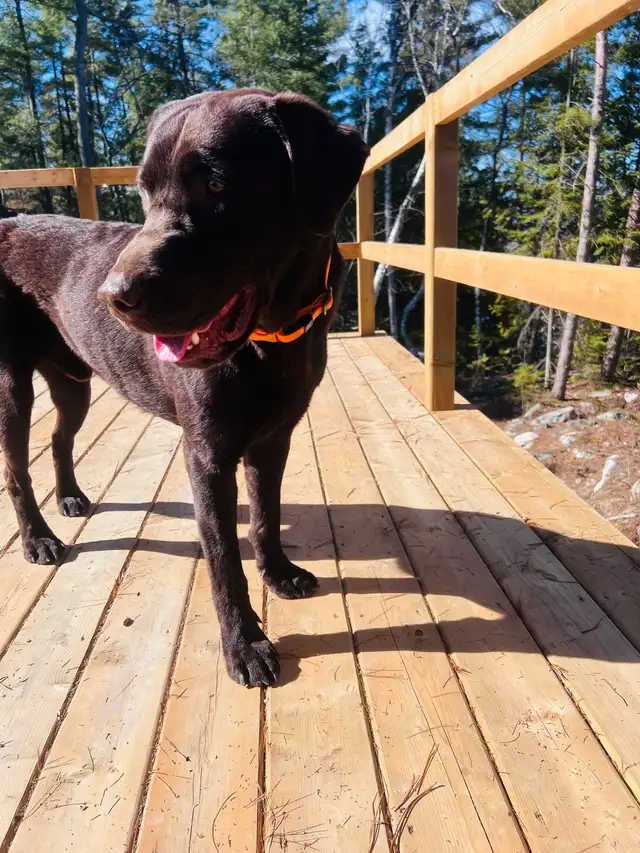 Purebred Yellow Labrador Puppy - Photo 10