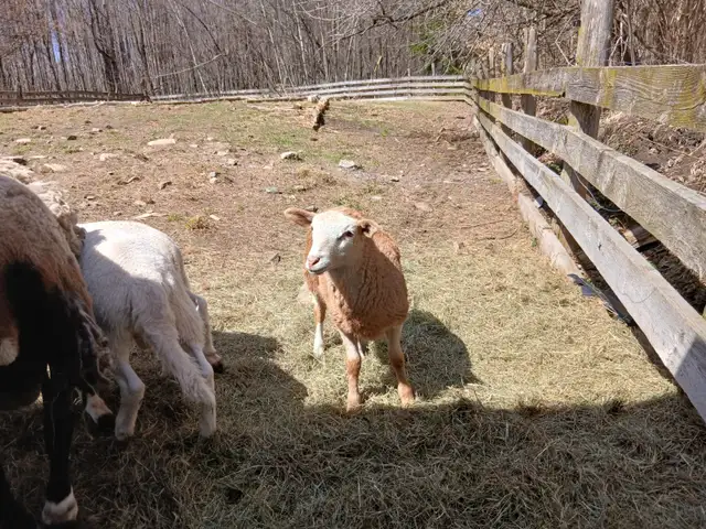 Bebes moutons male