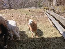 Bebes moutons male