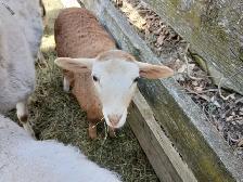 Bebes moutons male - Photo 2