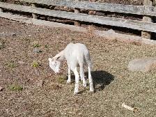Bebes moutons male - Photo 3