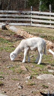 Bebes moutons male - Photo 4