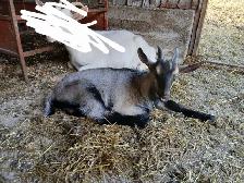 Bébé chèvre