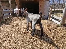 Bébé chèvre - Photo 2
