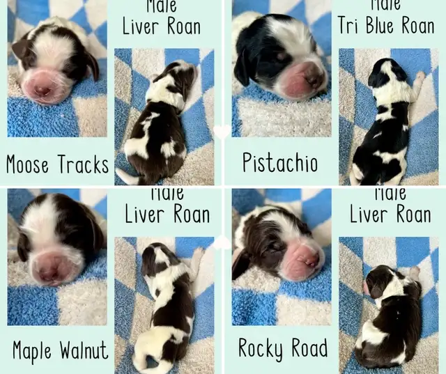 Springer Spaniel Puppies - Photo 2