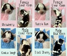 Springer Spaniel Puppies - Photo 3