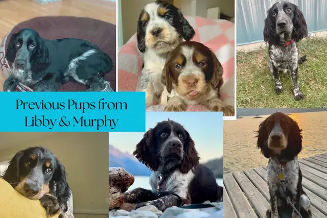 Springer Spaniel Puppies - Photo 5