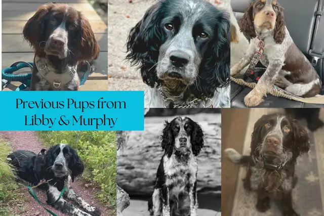 Springer Spaniel Puppies - Photo 6