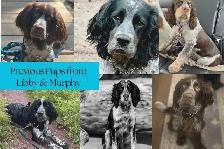 Springer Spaniel Puppies - Photo 6