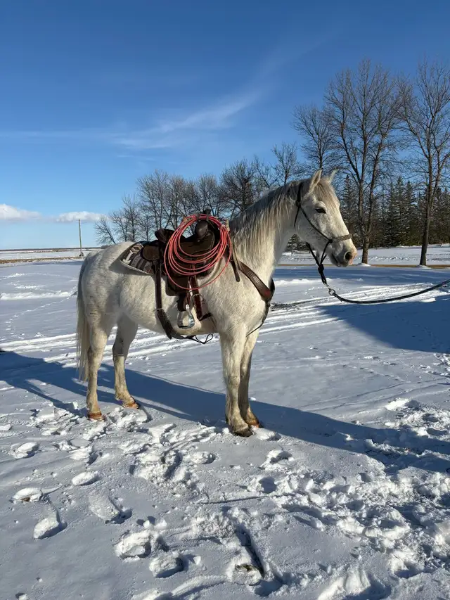 "Kleecho" 2015 Gelding