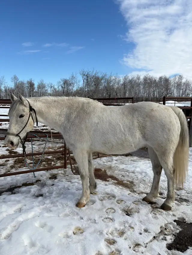 "Kleecho" 2015 Gelding - Photo 2