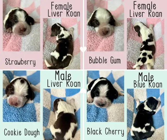 Springer Spaniel - Photo 3