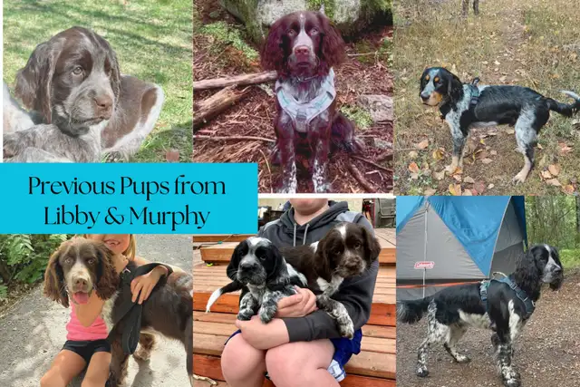 Springer Spaniel - Photo 5