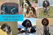 Springer Spaniel - Photo 6