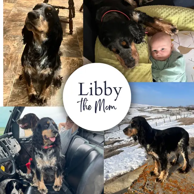 Springer Spaniel - Photo 7