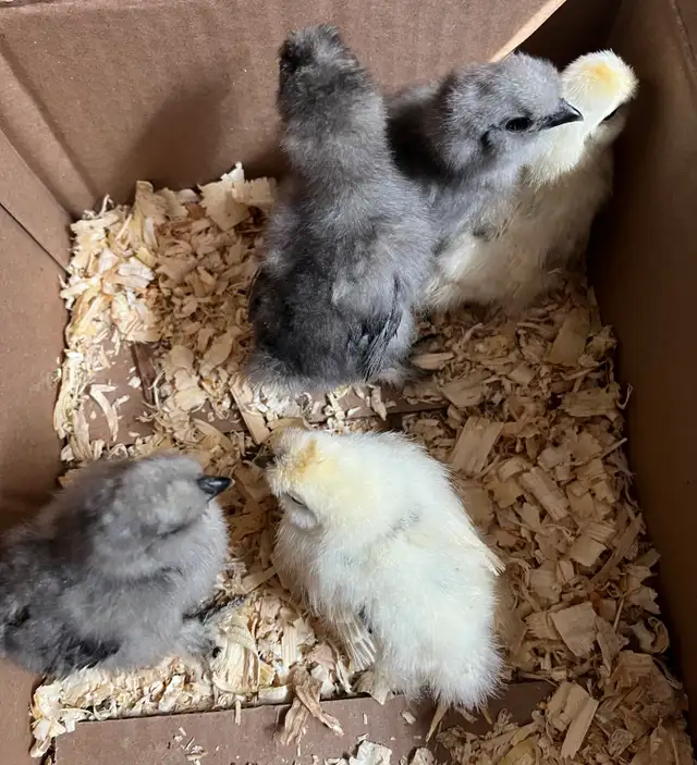 Silkie Chicks