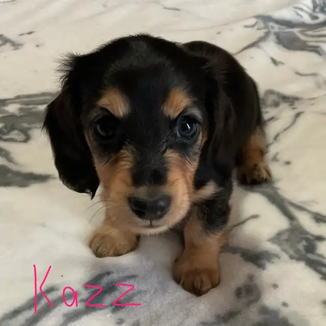 CKC Registered Miniature Long Hair Dachshund Puppies