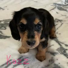 CKC Registered Miniature Long Hair Dachshund Puppies