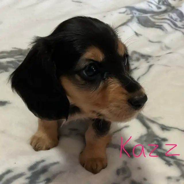 CKC Registered Miniature Long Hair Dachshund Puppies - Photo 2