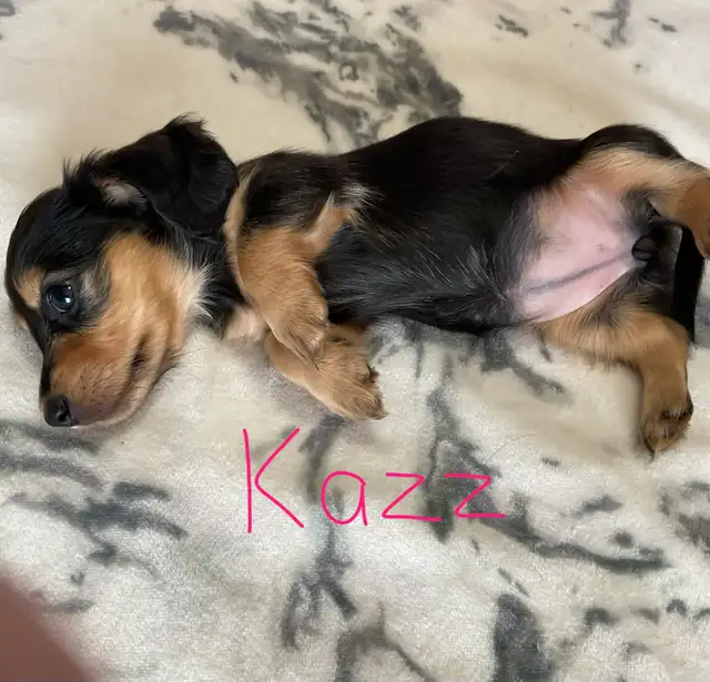 CKC Registered Miniature Long Hair Dachshund Puppies - Photo 3