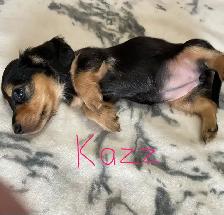 CKC Registered Miniature Long Hair Dachshund Puppies - Photo 3