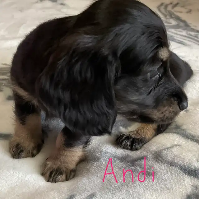 CKC Registered Miniature Long Hair Dachshund Puppies - Photo 4
