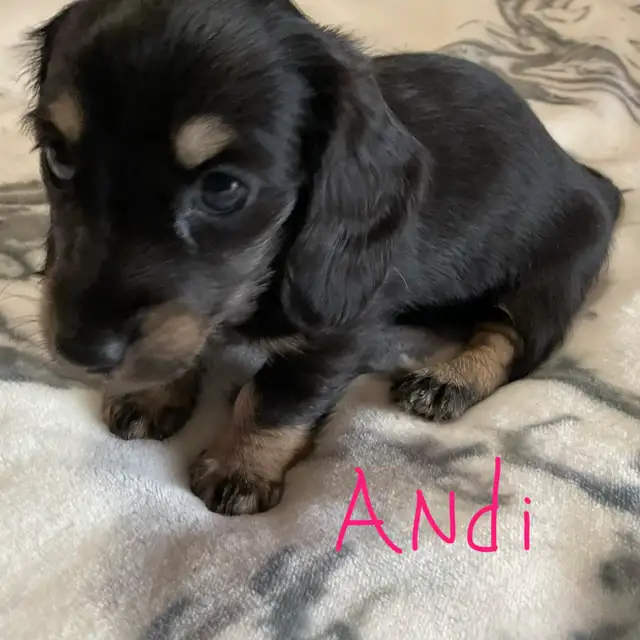 CKC Registered Miniature Long Hair Dachshund Puppies - Photo 5