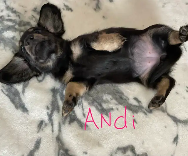 CKC Registered Miniature Long Hair Dachshund Puppies - Photo 6