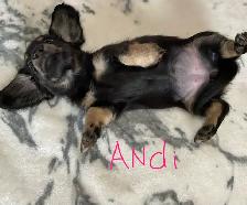 CKC Registered Miniature Long Hair Dachshund Puppies - Photo 6