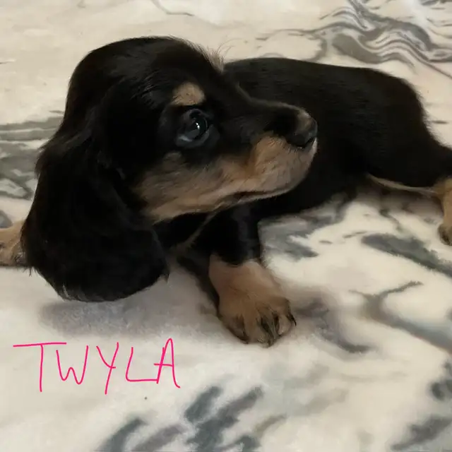 CKC Registered Miniature Long Hair Dachshund Puppies - Photo 7