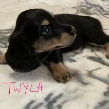 CKC Registered Miniature Long Hair Dachshund Puppies - Photo 7