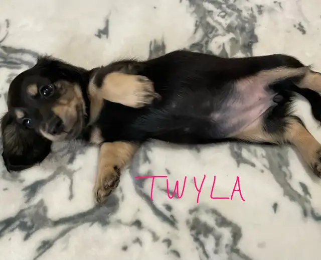 CKC Registered Miniature Long Hair Dachshund Puppies - Photo 8