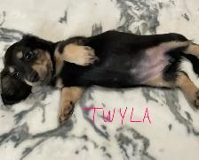 CKC Registered Miniature Long Hair Dachshund Puppies - Photo 8